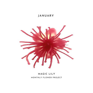 Magic Lily by PERCENT, Jang yezi
