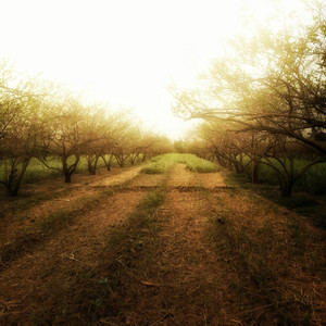 Path Beyond the Orchard by Stars Of St. Petersburg