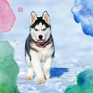 Echoes of Dog Walk Time album