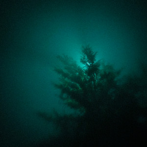green fern by father_inheart
