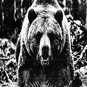 Bear by Shyua