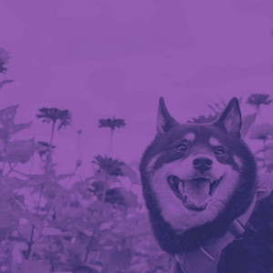 Hot Acoustic and Electric Bossa Nova Piano Duo - Bgm for Bright-Eyed Doggy album