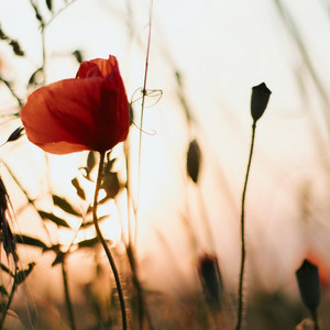Petals in Warm Air by Brisa Dourada