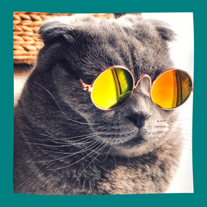 Terrific Music for Quiet Kitten ‑ 曲・歌詞：Music For Cats | Spotify