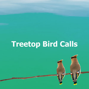 Treetop Bird Calls album