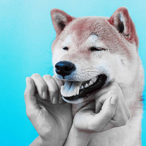 Echoes of Sleepy Hound Zone album