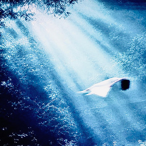 hallucination