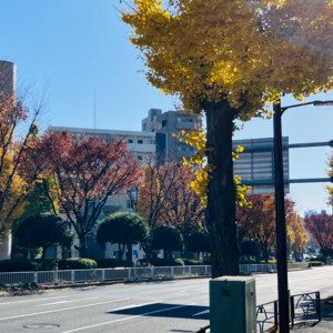 KASTRA kirurgio - Kogarashi