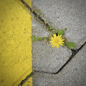 Pavement Poetry by Fabilous Beats
