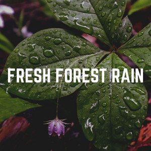 Fresh Forest Rain album