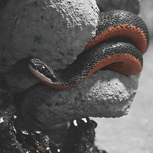 Max Bitov — Snakes