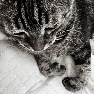 my cats a dawg by naeco