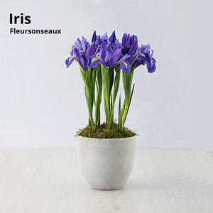 Iris