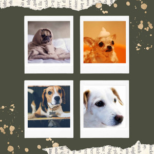 Bartione Sax solo - Ambiance for Homely Pups album