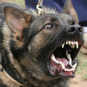 Orbeats90 - Malinois