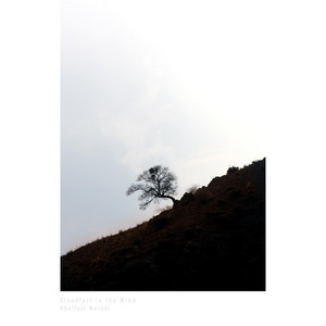 Steadfast in the Wind by Abolfazl Moradi