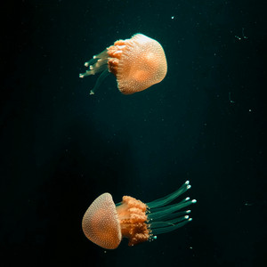 Fluid Form by Light Vessel