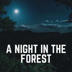 A Night in the Forest album