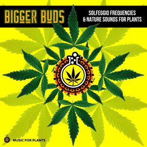 Music For Plants artist photo