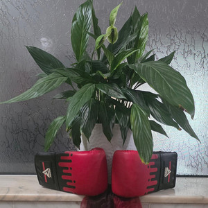 Un meci de box by Marilena Țuțuianu