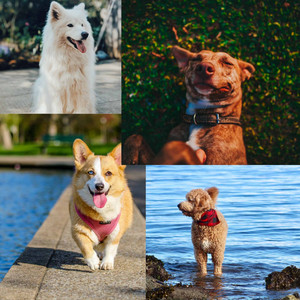 Simplistic Latin Big Band - Background for Dog Walkers album