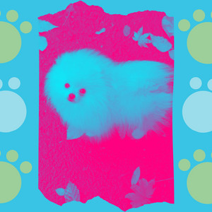Music for Dog Training - Chill Out album