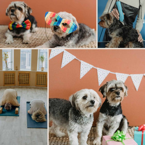 Trombone Solo - Music for Dogs Taking It Easy album