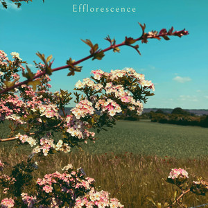 Efflorescence