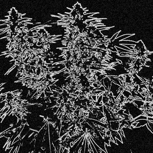 OG KUSH by ente