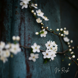No Rush by Nola Finch