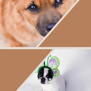 Ambiance for The Sweetest Dogs album