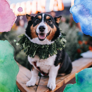 Music for Dog Sleep (Chill Out) album