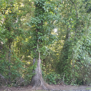 Autie Audio - Leptospirosis