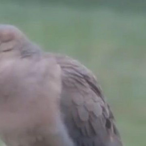 Buji - Fa Tha Birds !