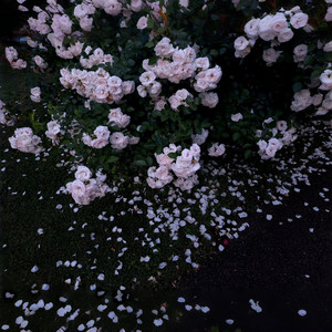 祈花 ～ Prayer’s End by 春野杉卉