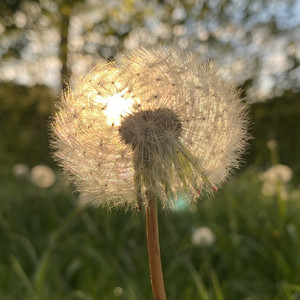Longing for Summer by Farbmond
