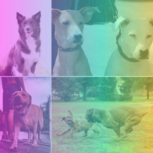 Simplistic Latin Trumpet - Ambiance for Keeping Dogs Soothed album
