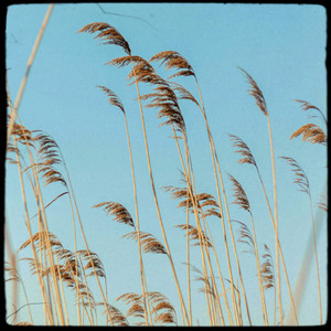 Marram by Fleur Amiette