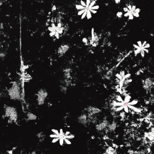 Starwort by SHØØGO, モエカ