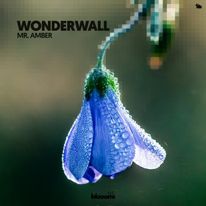 Wonderwall by Mr. Amber