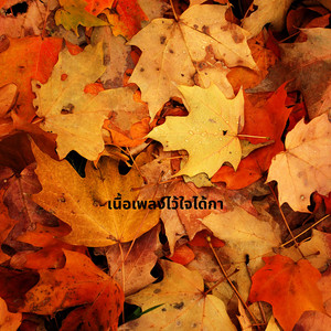 ล้านนา คัมมินส์ - เนื้อเพลงไว้ใจได้กา
