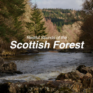 Restful Sounds of the Scottish Forest