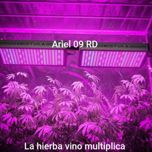 La hierba vino multiplica by Ariel 09 RD
