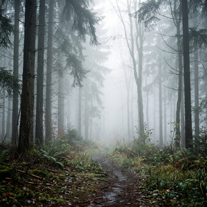Through the Mist by Far North