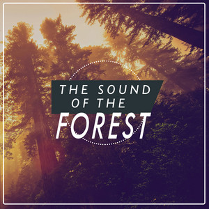 banbi sound 邦楽 forest