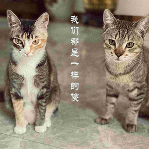 我们都是一样的傻