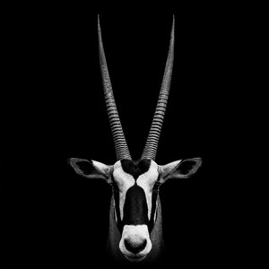 GEMSBOK. by berkant but why..