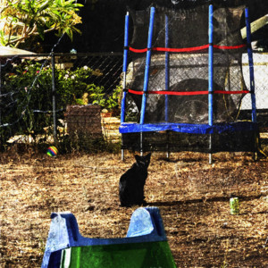 a stray black cat whispered this to me. by enviously waiting.