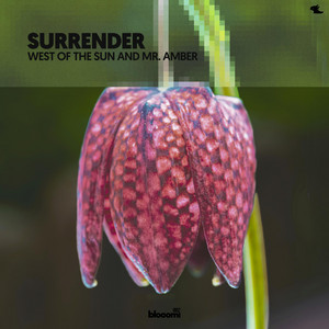 Surrender by West of the Sun, Mr. Amber, Amber Revival