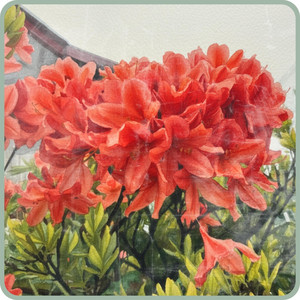 Petal by Eigh Young